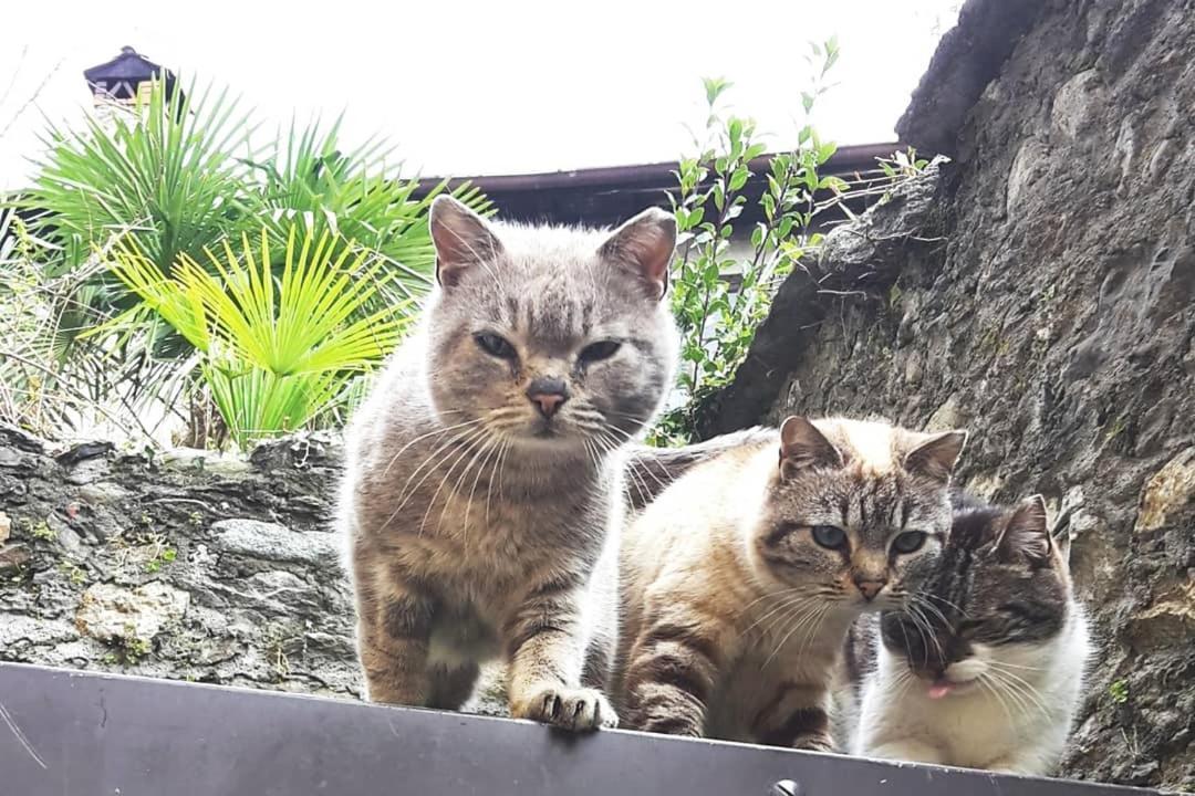 House Of Cats Apartment Domaso Exterior photo