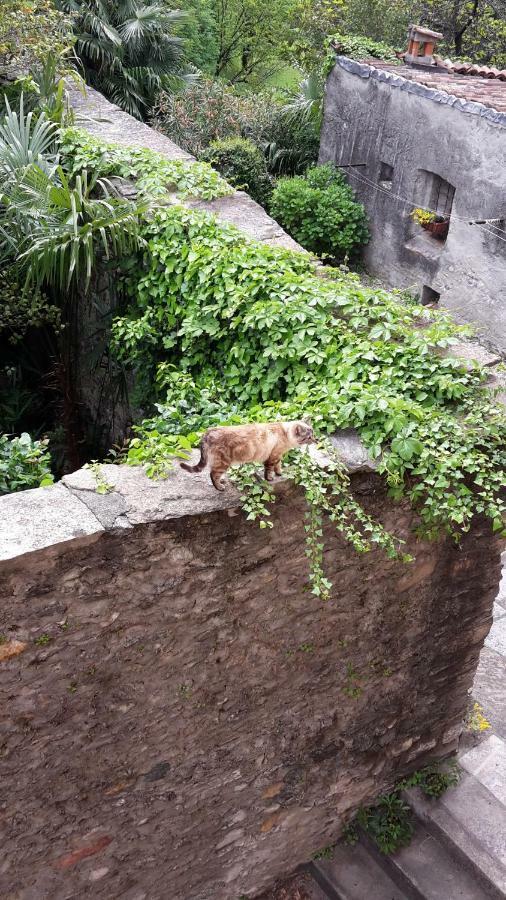 House Of Cats Apartment Domaso Exterior photo